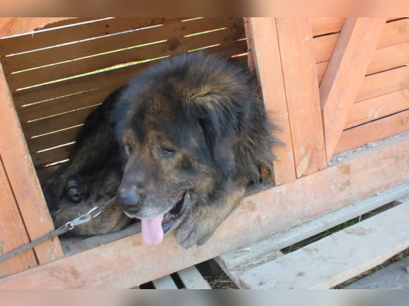 Bärenhund sucht tolles Zuhause