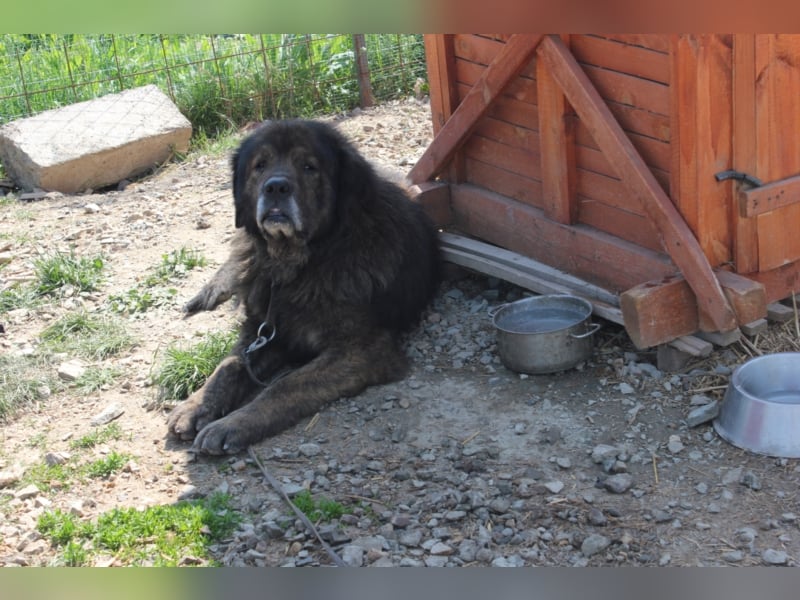 Bärenhund sucht tolles Zuhause