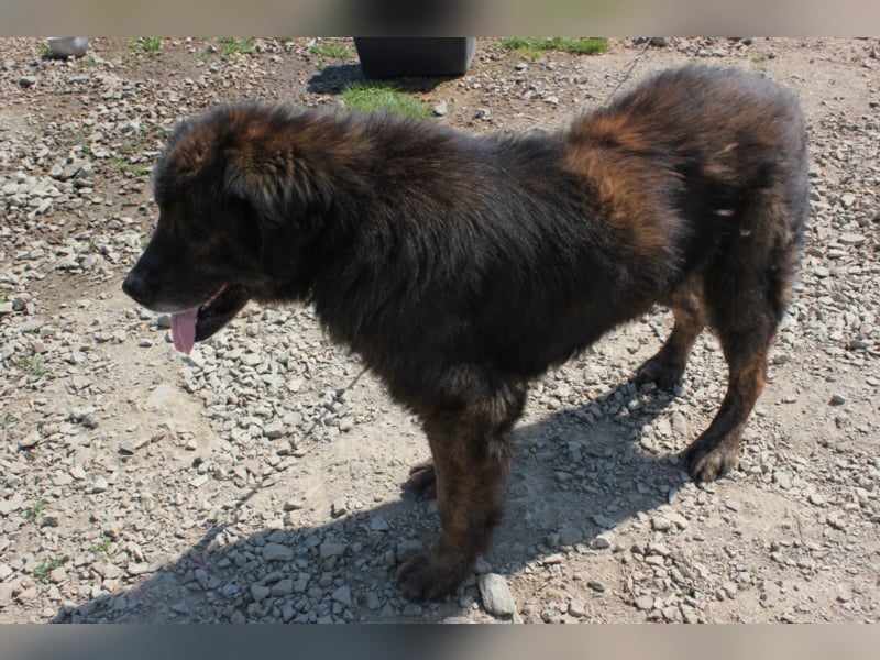 Bärenhund sucht tolles Zuhause