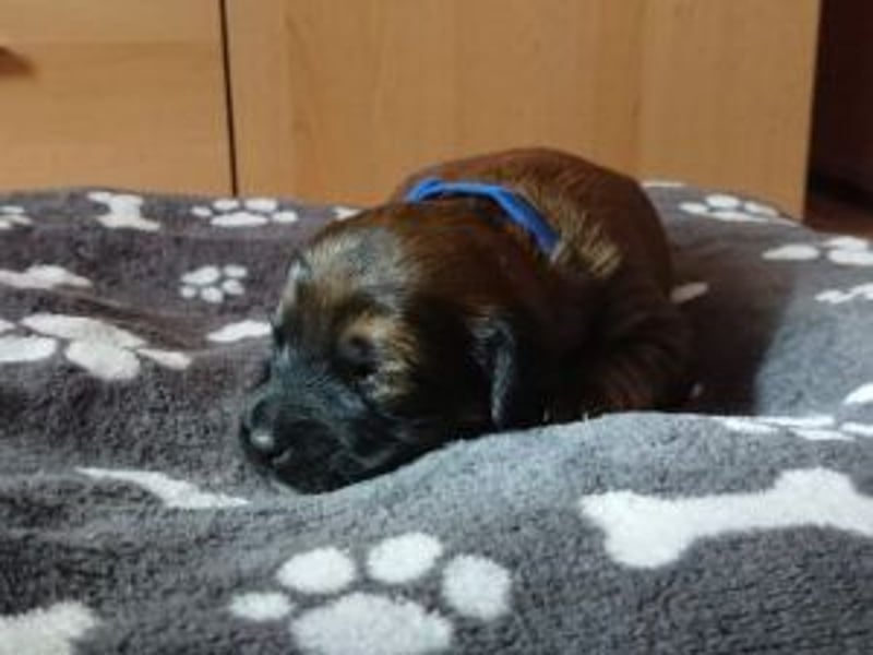 Update :Schoko auf PS in D Rüden