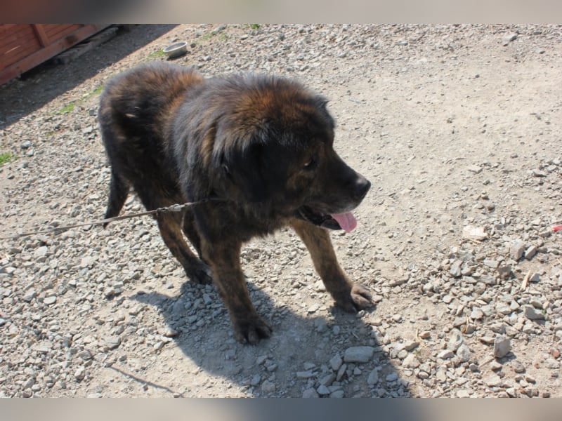 Bärenhund sucht tolles Zuhause