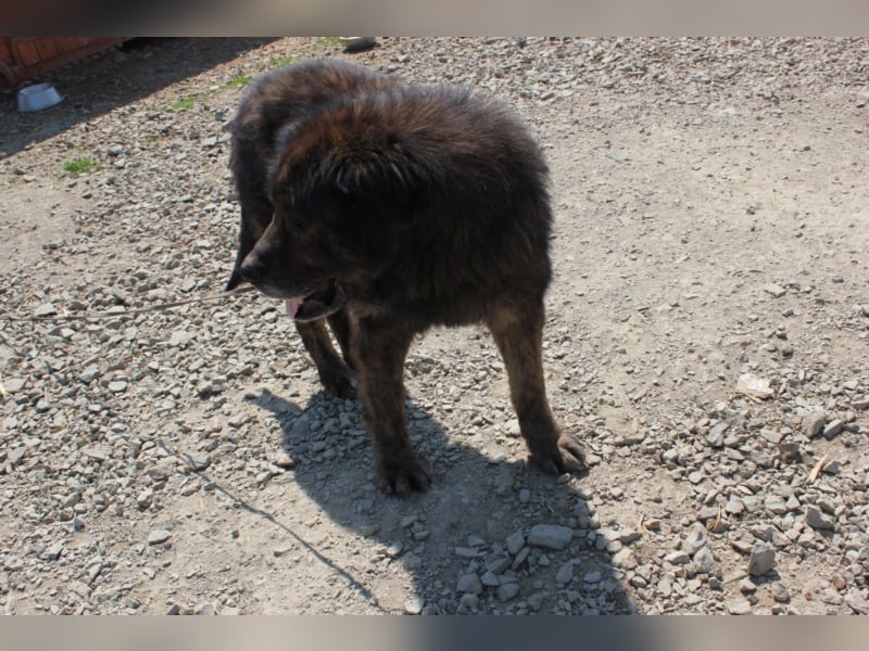 Bärenhund sucht tolles Zuhause
