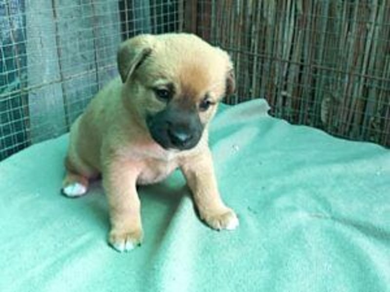 Welpe Teddy: Neu im Tierheim