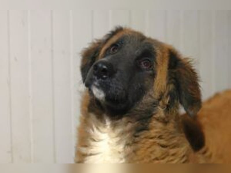 Cooper - wünscht sich eine Familie