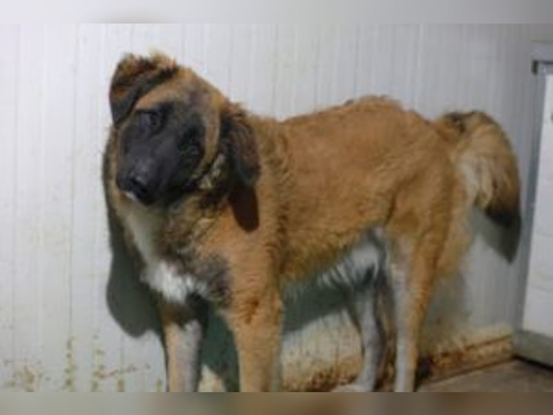 Cooper - wünscht sich eine Familie