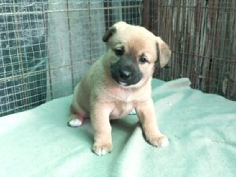 Welpe Teddy: Neu im Tierheim