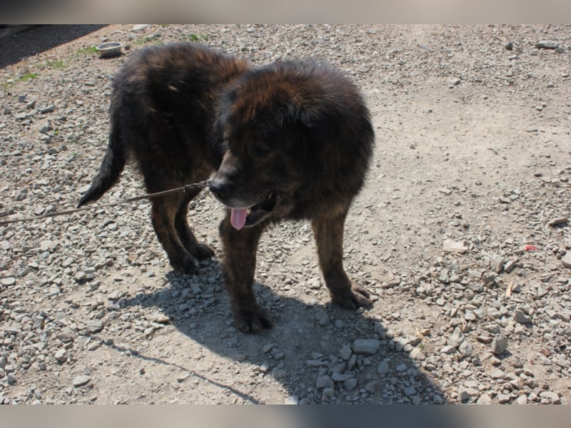 Bärenhund sucht tolles Zuhause