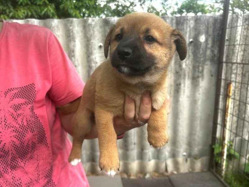 Welpe Teddy: Neu im Tierheim