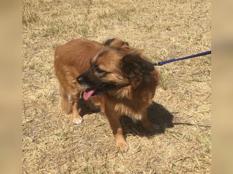 Charly sucht ein ruhiges Zuhause