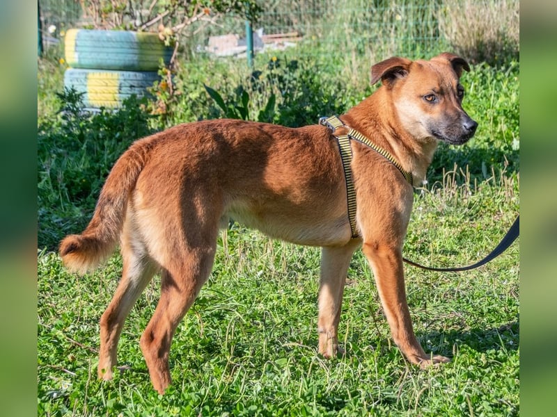 Pepper – ein kleines Sensibelchen
