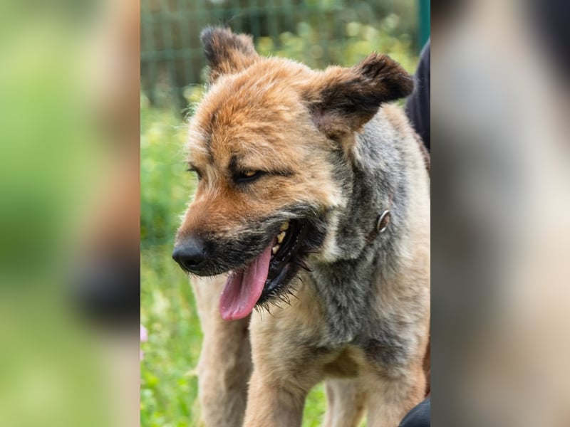 Daiki – ein lieber Wuschelhund