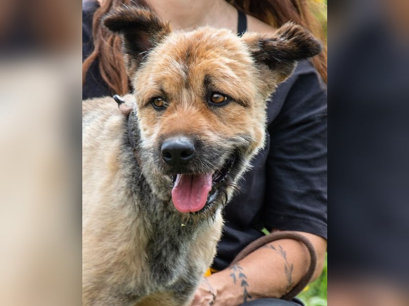 Daiki – ein lieber Wuschelhund