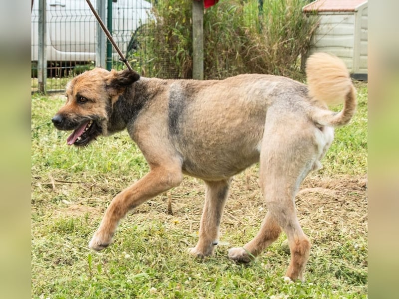 Daiki – ein lieber Wuschelhund