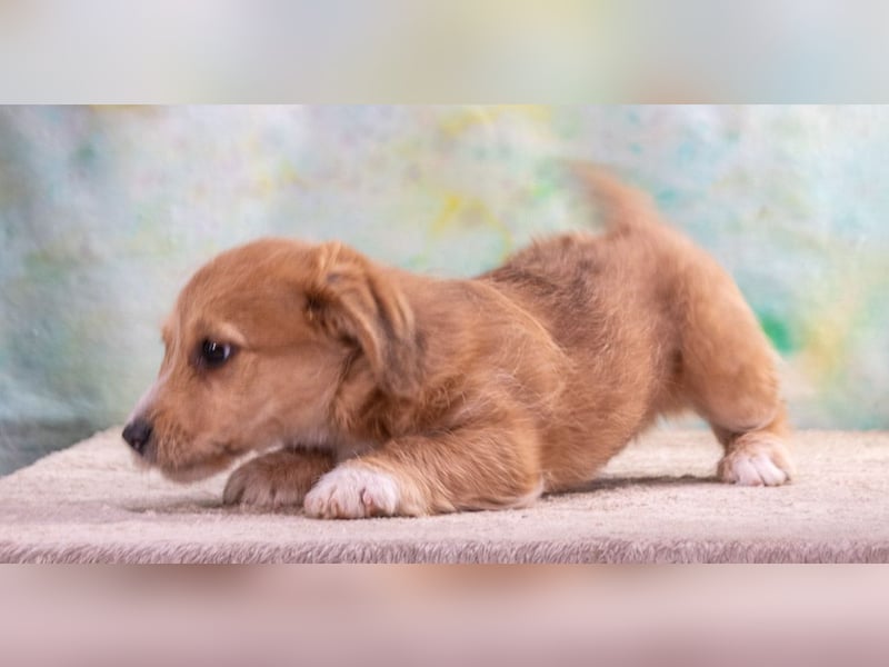 Cookie – ein süßer Fratz