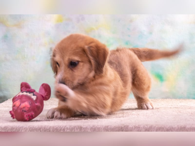 Cookie – ein süßer Fratz