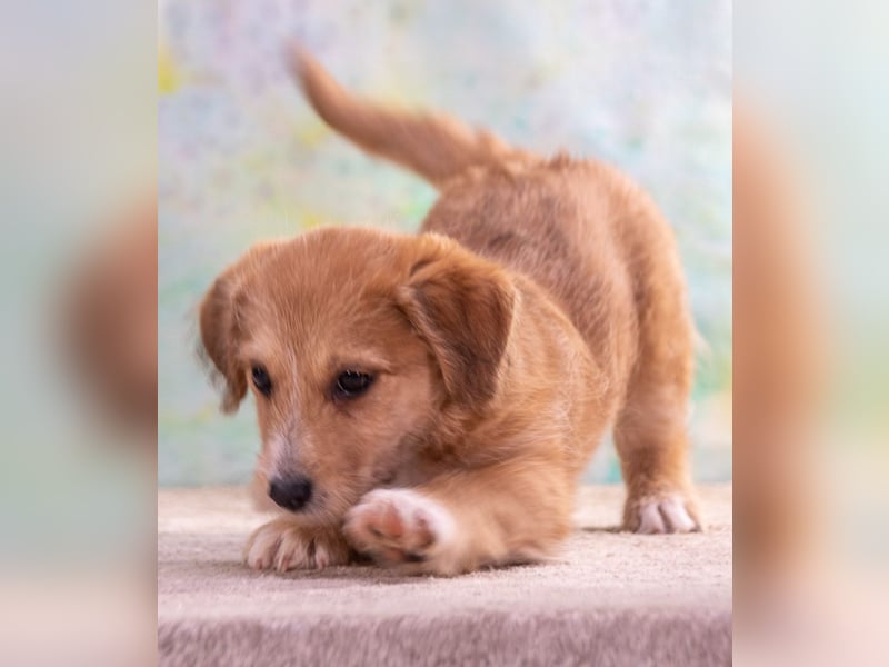 Cookie – ein süßer Fratz