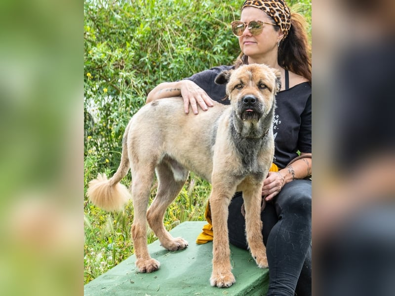 Daiki – ein lieber Wuschelhund