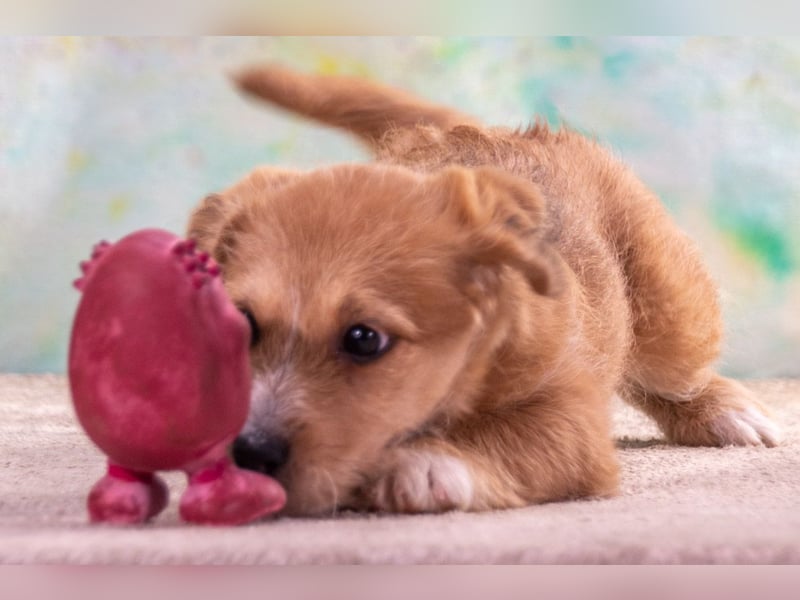 Cookie – ein süßer Fratz