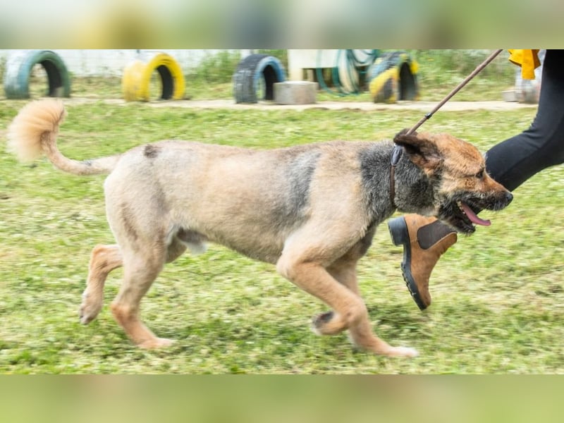 Daiki – ein lieber Wuschelhund