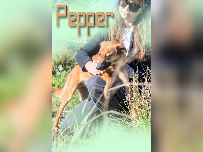 Pepper – ein kleines Sensibelchen