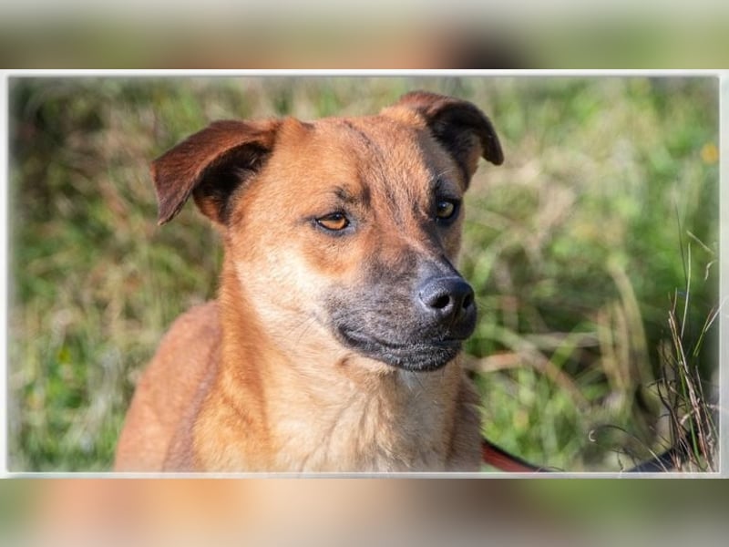 Pepper – ein kleines Sensibelchen