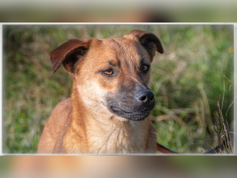 Pepper – ein kleines Sensibelchen