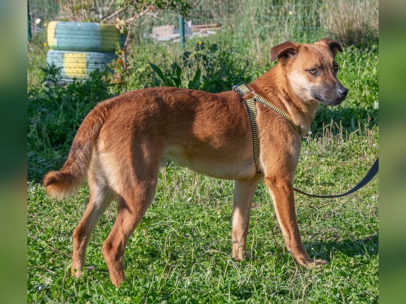 Pepper – ein kleines Sensibelchen