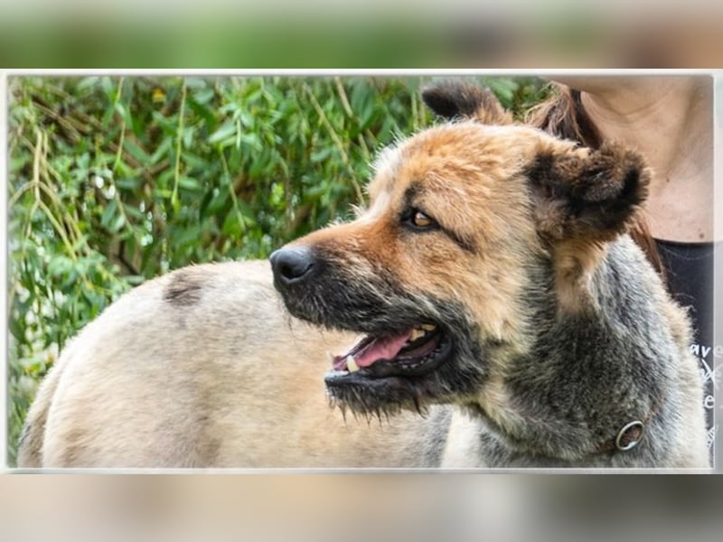 Daiki – ein lieber Wuschelhund