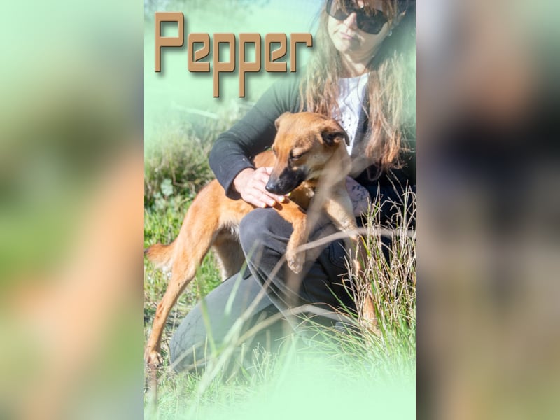 Pepper – ein kleines Sensibelchen