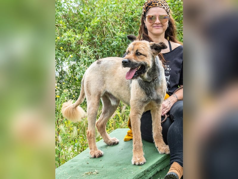 Daiki – ein lieber Wuschelhund