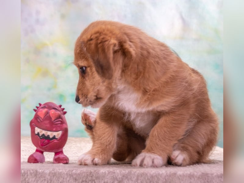 Cookie – ein süßer Fratz