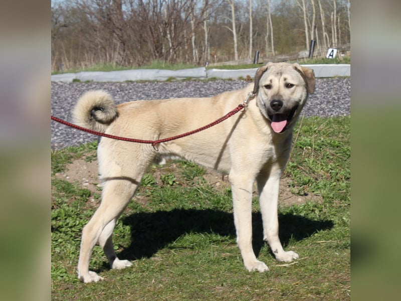 Atilla - Zuhause gesucht