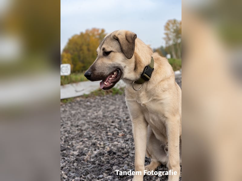 Atilla - Zuhause gesucht