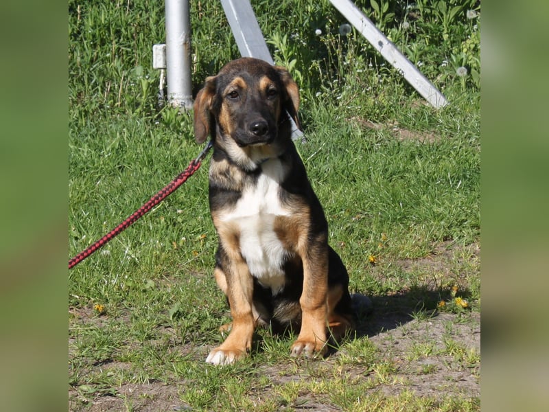 Holly (m) - Für-Immer-Körbchen gesucht