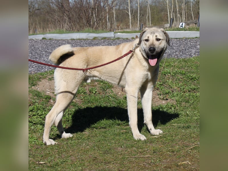 Atilla - Zuhause gesucht