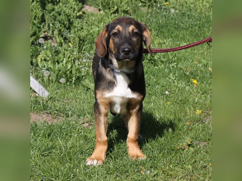 Holly (m) - Für-Immer-Körbchen gesucht
