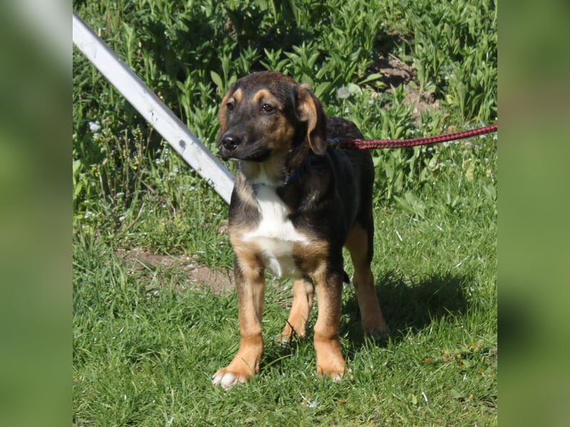 Holly (m) - Für-Immer-Körbchen gesucht