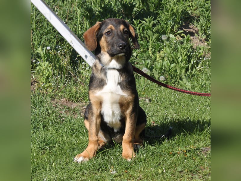 Holly (m) - Für-Immer-Körbchen gesucht