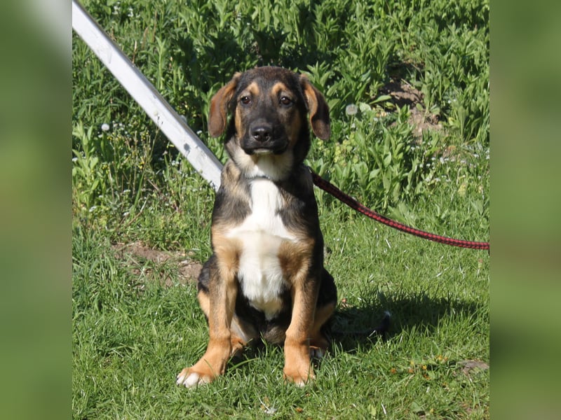 Holly (m) - Für-Immer-Körbchen gesucht