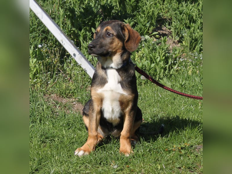 Holly (m) - Für-Immer-Körbchen gesucht