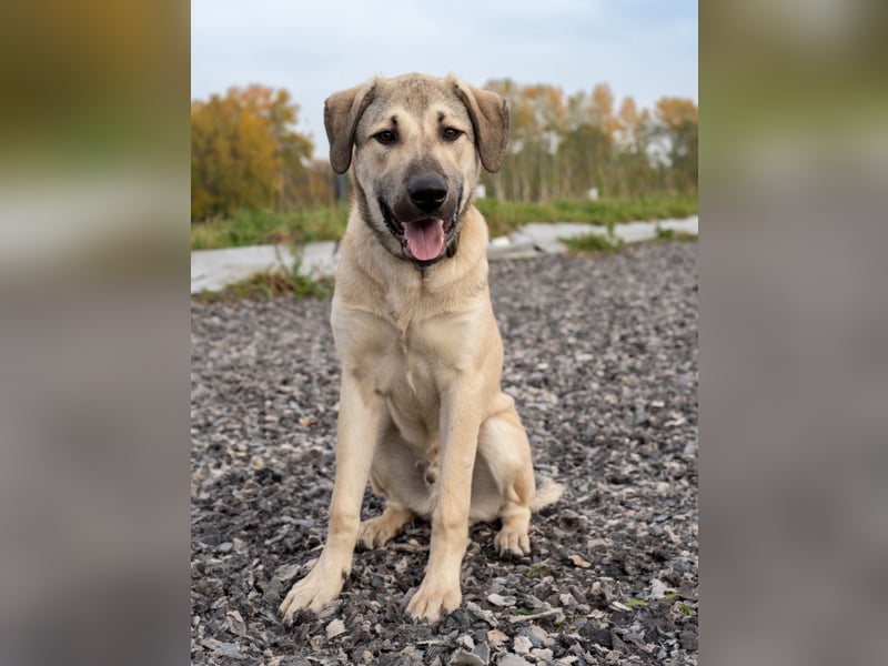 Atilla - Zuhause gesucht