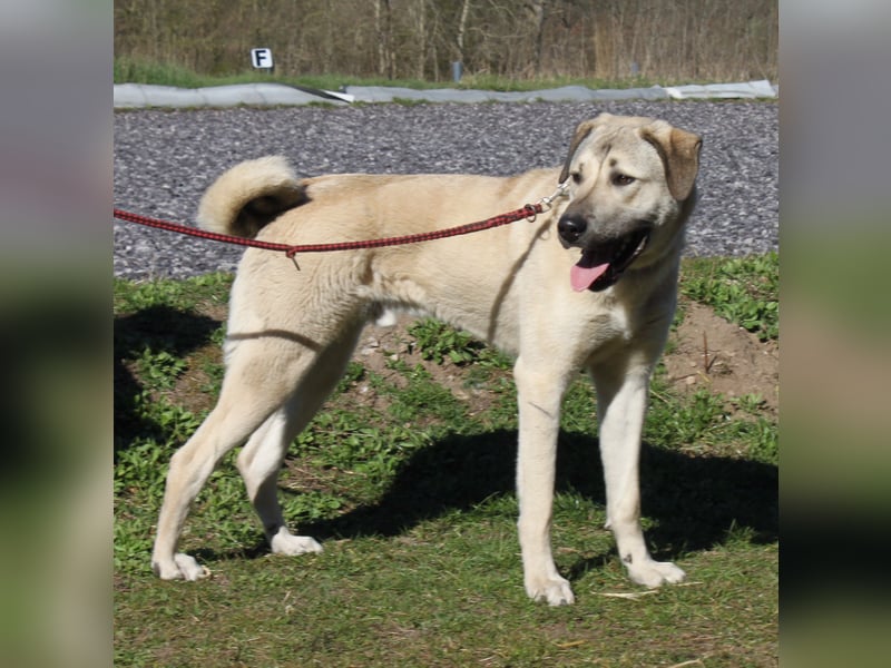 Atilla - Zuhause gesucht