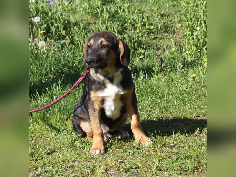 Holly (m) - Für-Immer-Körbchen gesucht