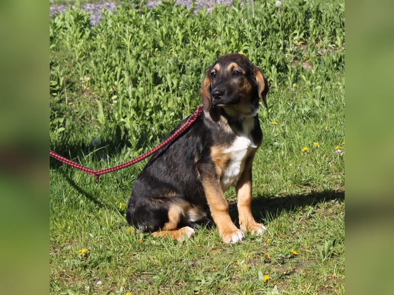 Holly (m) - Für-Immer-Körbchen gesucht
