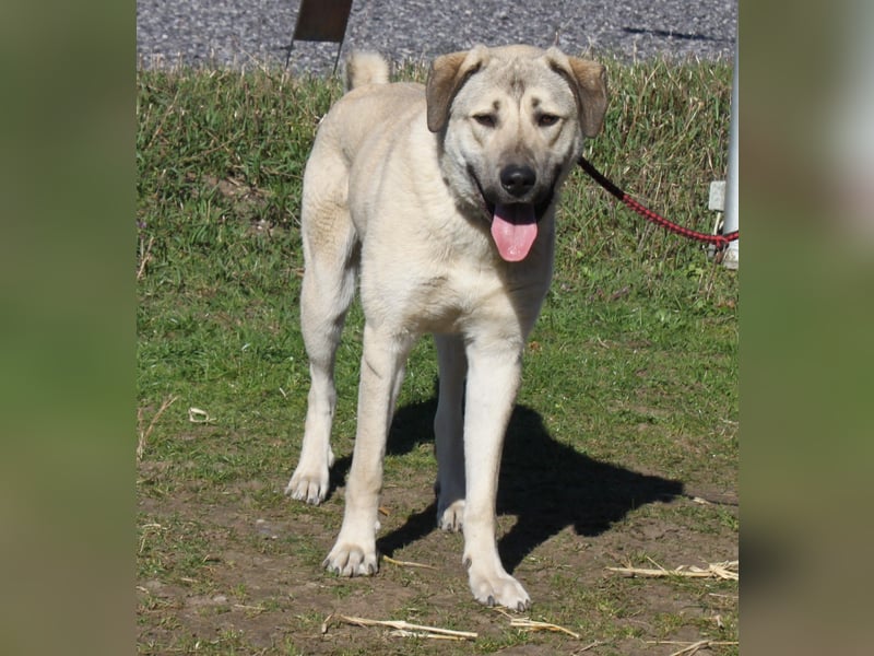 Atilla - Zuhause gesucht