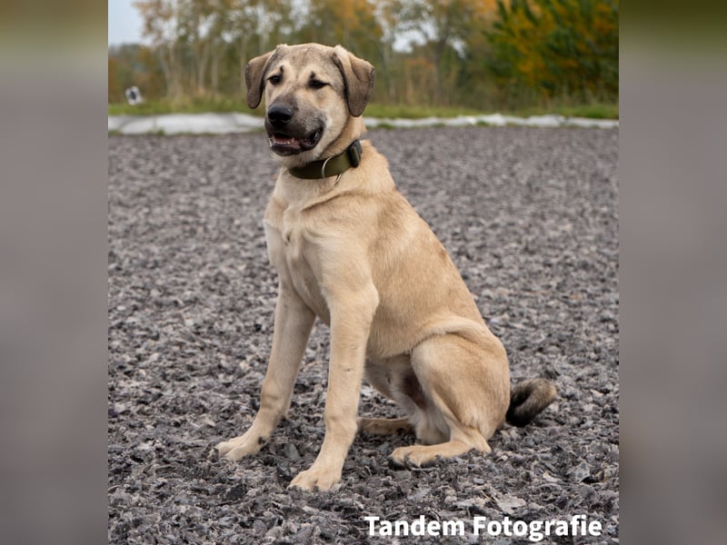 Atilla - Zuhause gesucht