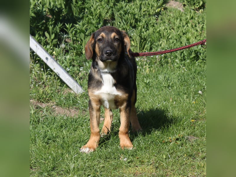 Holly (m) - Für-Immer-Körbchen gesucht