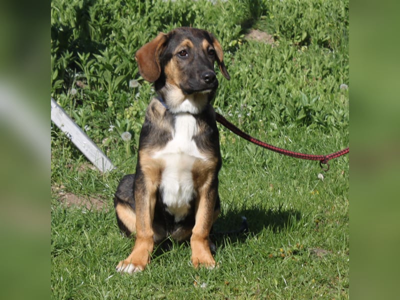 Holly (m) - Für-Immer-Körbchen gesucht