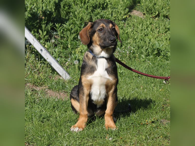 Holly (m) - Für-Immer-Körbchen gesucht