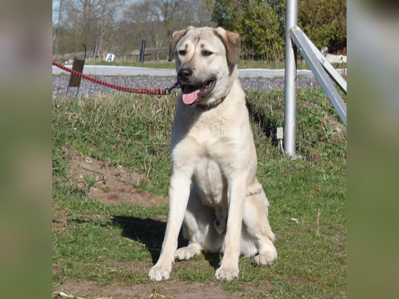 Atilla - Zuhause gesucht